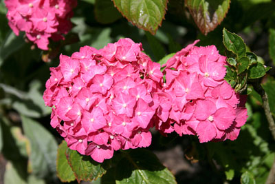 Gartenhortensie