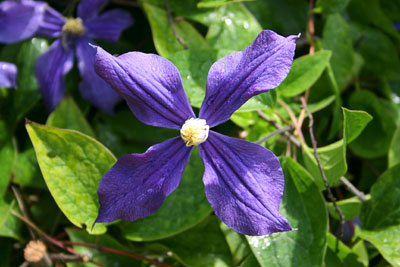 Clematis Aromatica