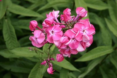 Phlox