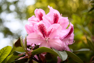 Rhododendron-Blüten