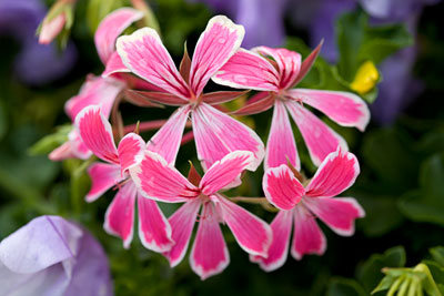 Hängepelargonie