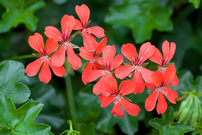 Hängepelargonie