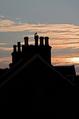 Sonnenuntergang mit Möwe (Isle of Mull, Schottland)