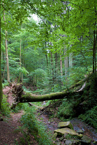 Wolfsschlucht (bei Zwingenberg, Deutschland)