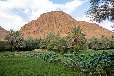 Oase von Tinerhir (Marokko)