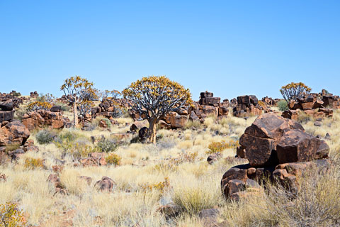 Köcherbaumwald (Namibia)