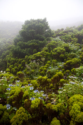 In der Caldeira des Cabeco dos Trinta (Faial/Azoren)