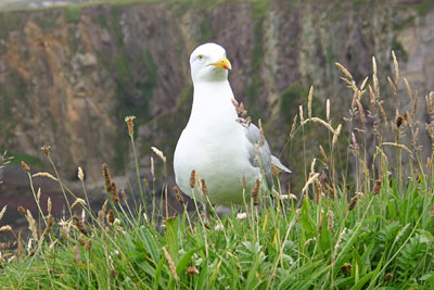 Möwe (Irland)