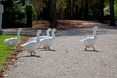 Gänse (Schloß Schwetzingen)