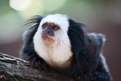 Weißgesicht-Seidenaffe (Zoo Heidelberg)