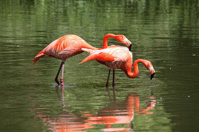Flamingos (Zoo Heidelberg)
