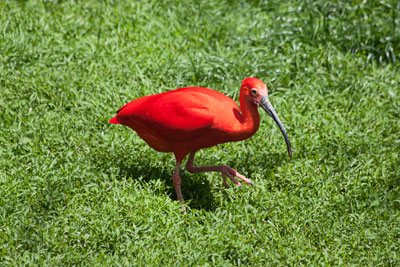 Roter Sichler (Zoo Heidelberg)