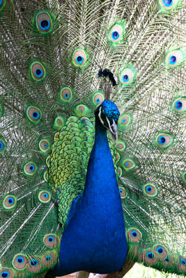 Pfau (Zoo Heidelberg)