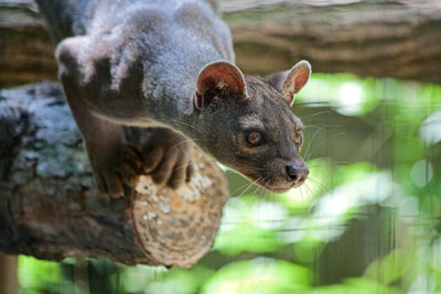 Fossa (Zoo Heidelberg)