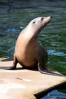 Seelöwe (Zoo Karlsruhe)