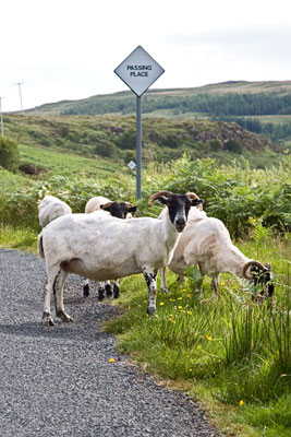 Schafe (Schottland)