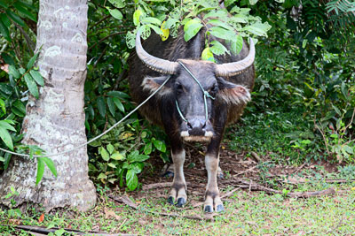 Wasserbüffel (Laos)