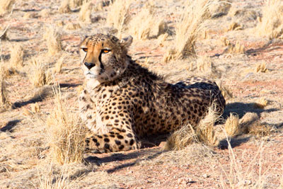 Gepard