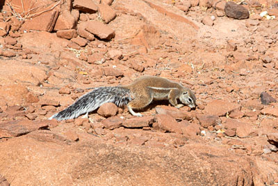 Erdhörnchen