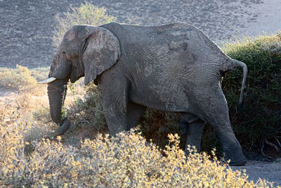 Wüstenelefant