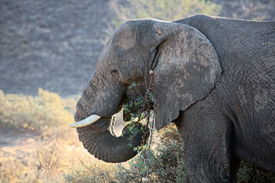 Wüstenelefant