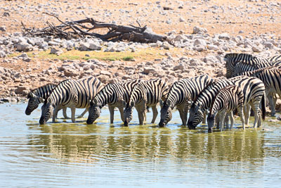 Steppenzebras