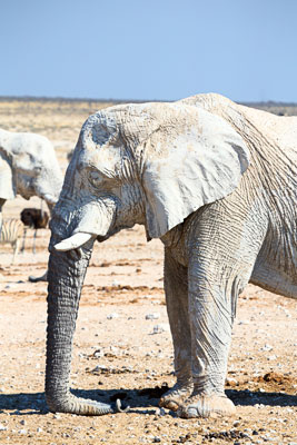 Elefant beim Mittagsschlaf