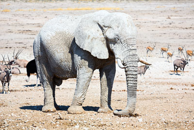 Elefant beim Mittagsschlaf