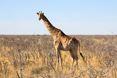 Giraffe