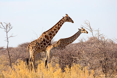 Giraffen