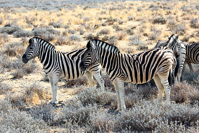 Steppenzebras