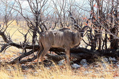 Kudu