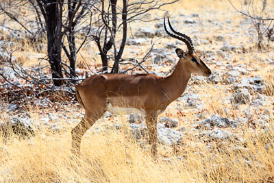 Impala