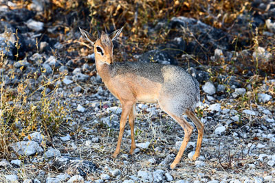 Kirk-Dikdik