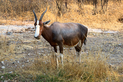 Buntbock