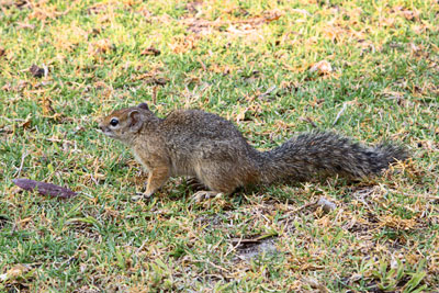 Buschhörnchen