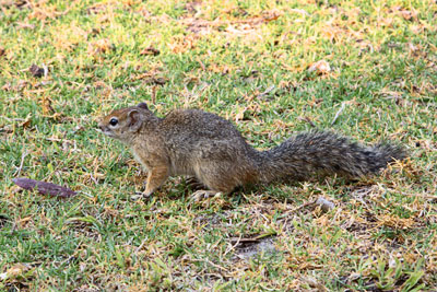 Buschhörnchen