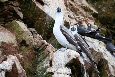 Guanotölpel und Inkaseeschwalben (Peru)