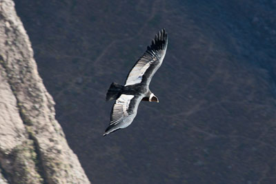 Kondor (Peru)