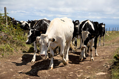 Kühe (Azoren)