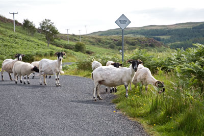 Isle of Mull: Schafe (Scottish Blackface)