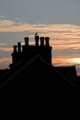 Isle of Mull: Abend in Salen (mit Möwe)